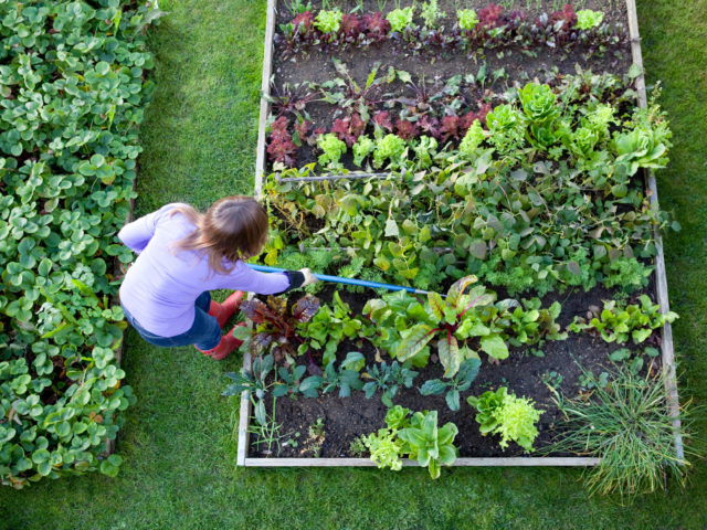 Weeding-Veg-Patch-Gardener-from-Overhead-000011951370_Large