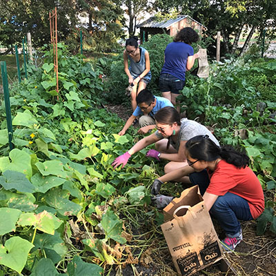 macalester_mulch_Harvestinggherkins_400x400