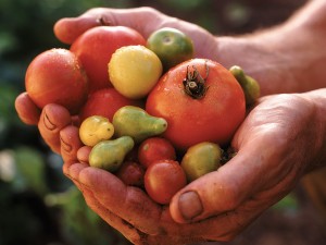 farmerhands-tomato