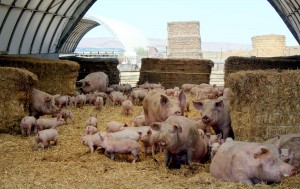 Some of our Farm to Fork hogs enjoying a hoophouse in Washington.