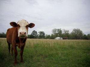 A calf at a Bon Appétit Farm to Fork supplier's ranch