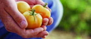 heirloomtomatoes_headerimage