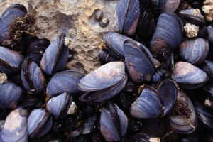 seafood_mussels-is1706740web