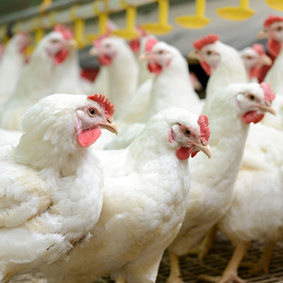 Close-up of group of white chickens on a farm