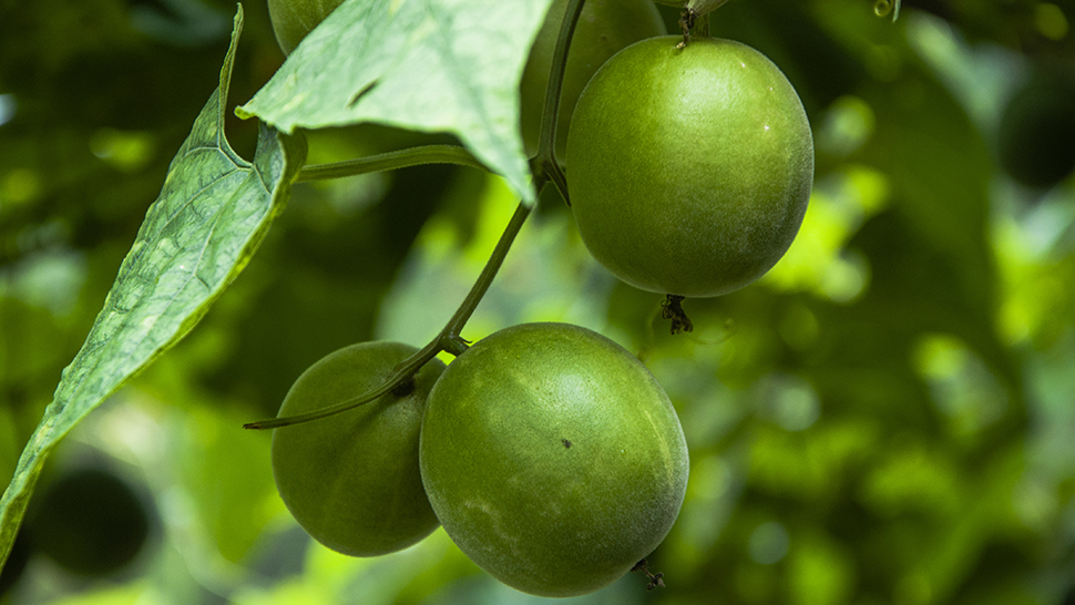Momordica grosvenori fruits