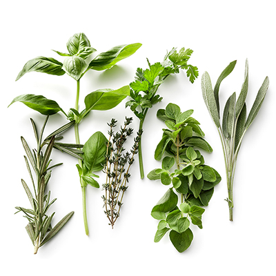 Fresh Herbs: Rosemary, Basil, Thyme, Parsley, Oregano and Sage Isolated on White Background