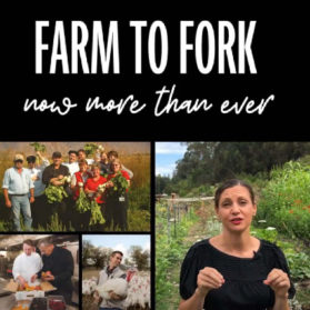 Farm-to-Fork-Video-Image-4×4-3-279×279
