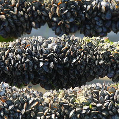 French mussel farm in french Brittany