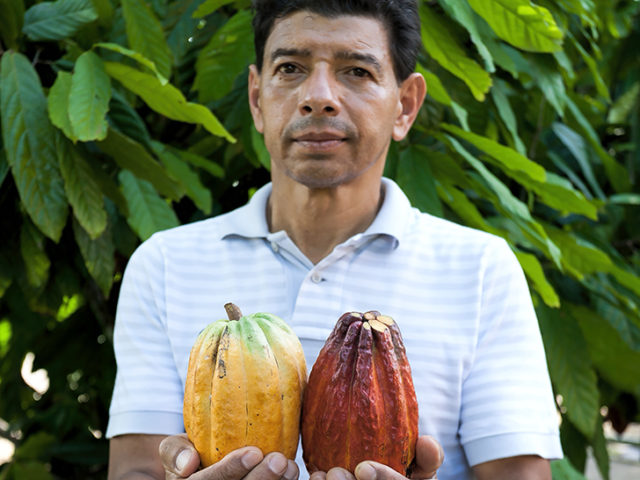 Man holding cocoa pods