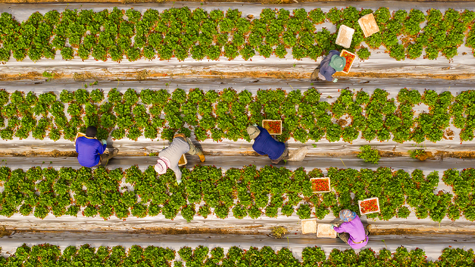 Aerial view of farm workers harvesting crops in neat rows, placing fresh produce into crates in an agricultural field.