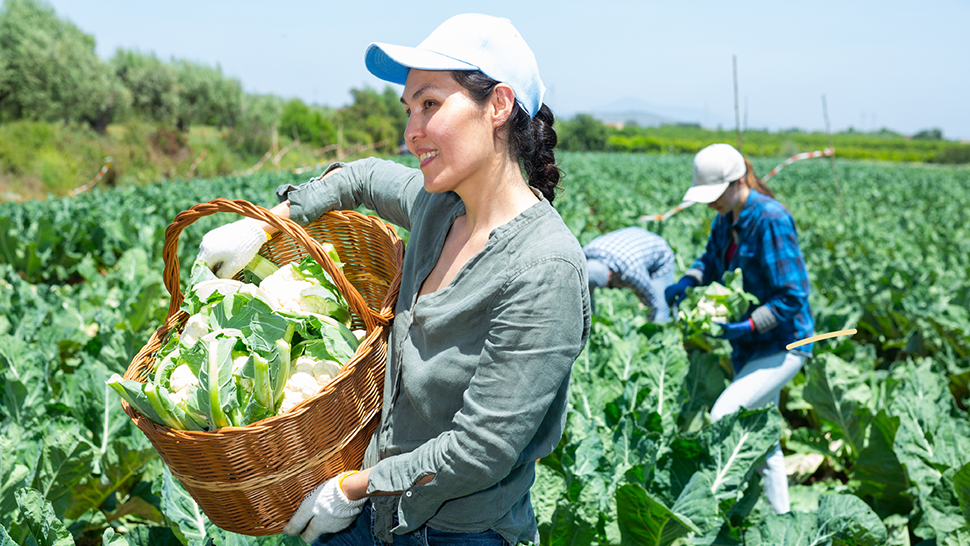 Woman harvesting leafy greens in a field, carrying a basket of fresh produce while others work in the background.