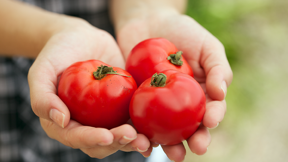 Hands holding three ripe red tomatoes, freshly picked and cradled gently against a soft outdoor background.