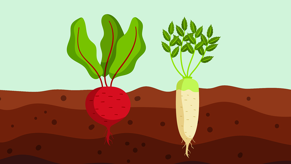 This illustration depicts a soil profile of a radish and a turnip, nearing mature vegetation status.