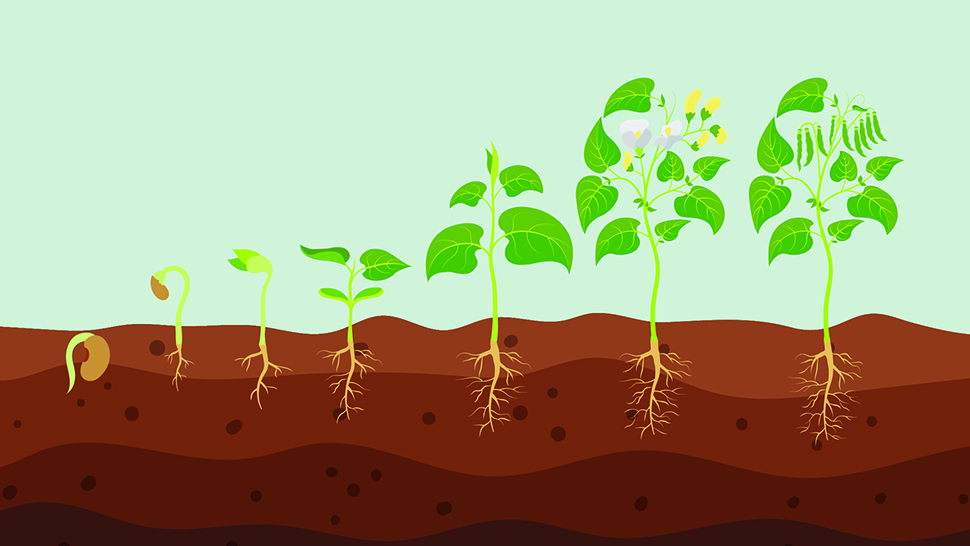 Illustration of beans growing in soil. The seven stages of growth are shown from a soil profile perspective.