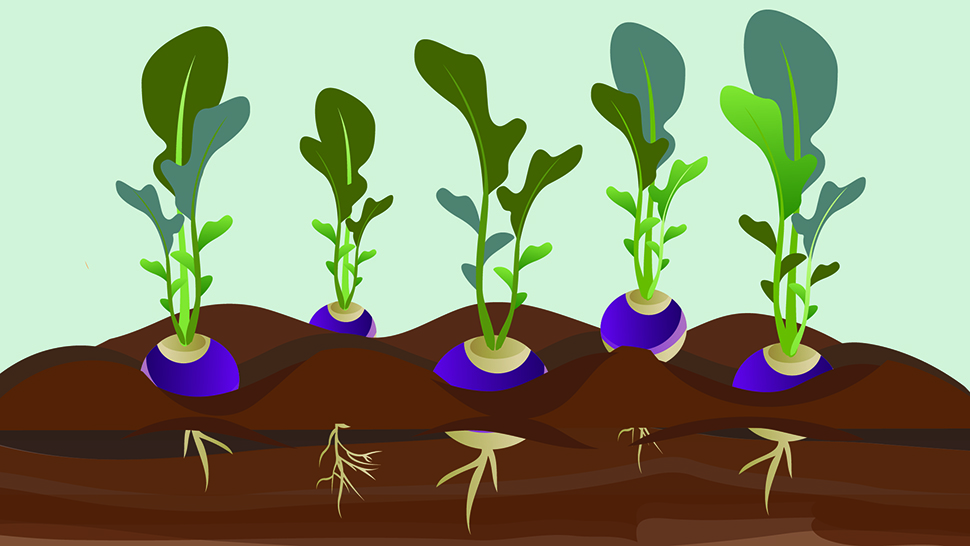 Illustration of purple radishes surfacing a bed of soil during peak growth. 