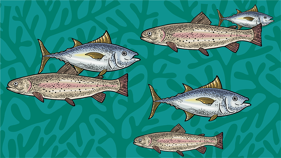 Illustrated fish swimming in harmony, symbolizing balance in marine ecosystems.