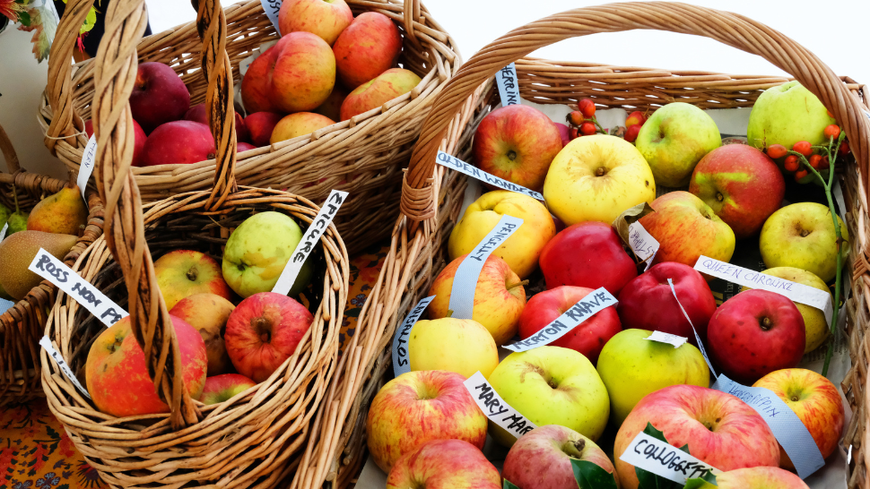 Assorted apples in wicker baskets with variety labels.