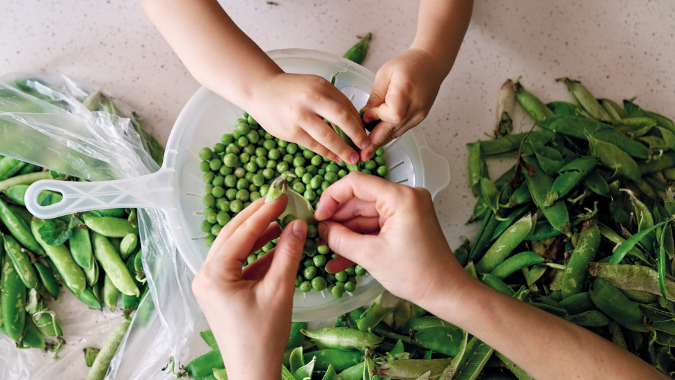 Adult and child shelling fresh peas into a colander, surrounded by pea pods on a kitchen counter.