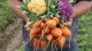 Hands Holding Vegetables