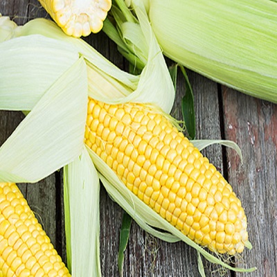 Fresh Corn on wooden table