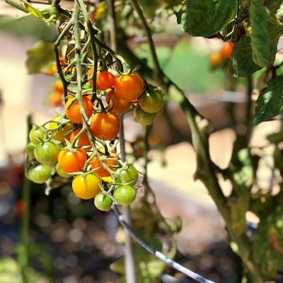 garden tomatoes