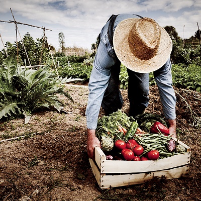 Vegetable garden