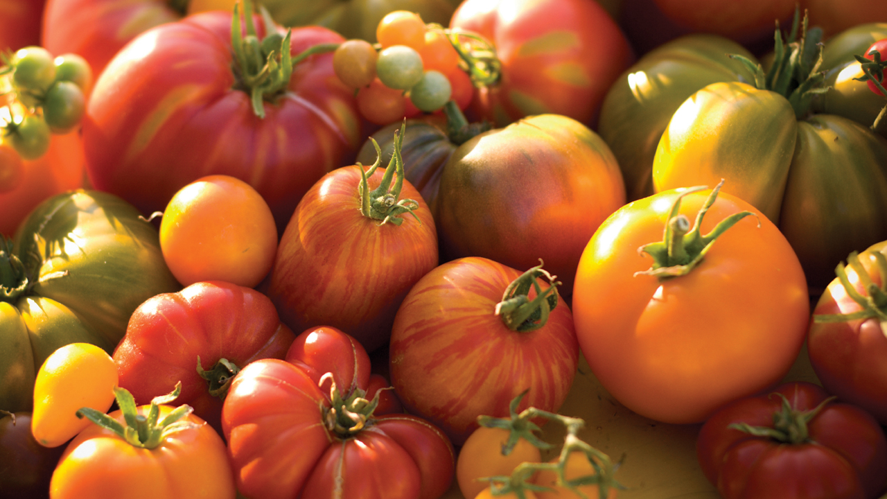 tomatoes-is4039917Medium